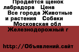 Продаётся щенок лабрадора › Цена ­ 30 000 - Все города Животные и растения » Собаки   . Московская обл.,Железнодорожный г.